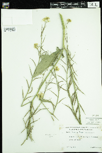 Sinapis arvensis image