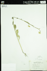 Sinapis arvensis image