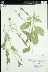 Sinapis arvensis image