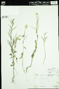 Sinapis arvensis image