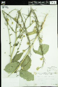 Sinapis arvensis image
