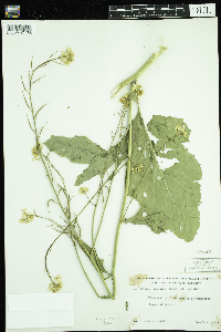 Sinapis arvensis image