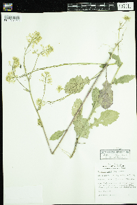 Sinapis arvensis image
