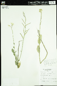 Sinapis arvensis image