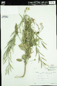 Sinapis arvensis image