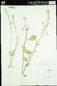 Sinapis arvensis image