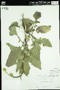Sinapis arvensis image