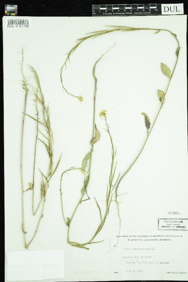Sinapis arvensis image