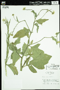 Sinapis arvensis image