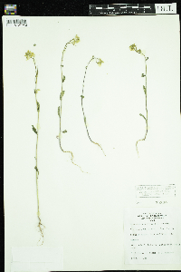 Sinapis arvensis image