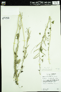 Sinapis arvensis image