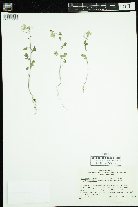 Sinapis arvensis image