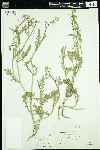 Rorippa sinuata image