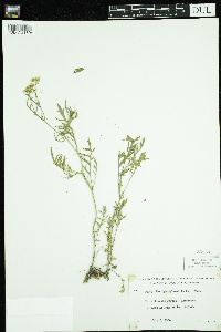 Rorippa sylvestris image