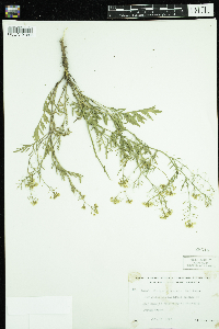 Rorippa sylvestris image