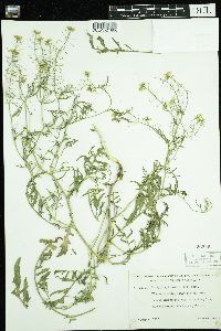 Rorippa sylvestris image
