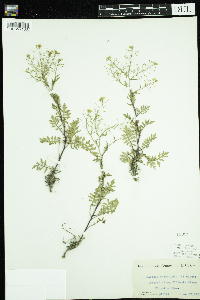 Rorippa sylvestris image
