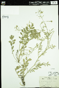 Rorippa sylvestris image