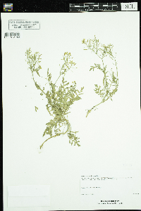 Rorippa sylvestris image