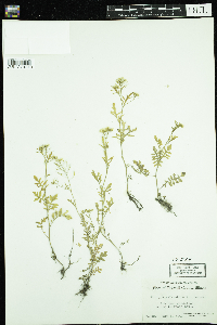 Rorippa sylvestris image