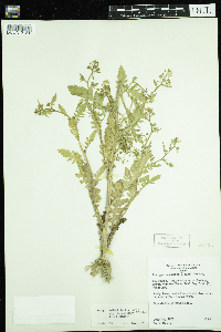 Rorippa palustris subsp. palustris image