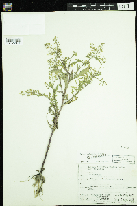 Rorippa palustris subsp. palustris image