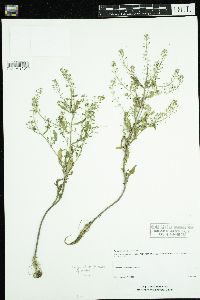 Rorippa palustris subsp. palustris image