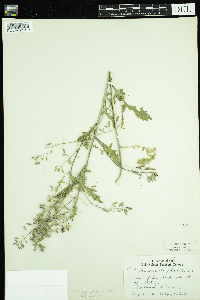 Rorippa palustris subsp. palustris image