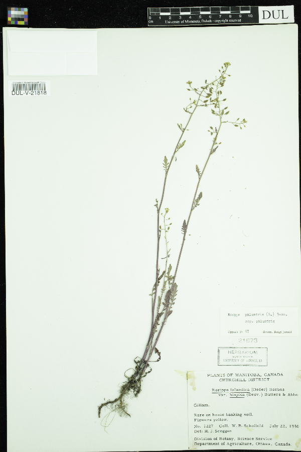 Rorippa palustris subsp. palustris image