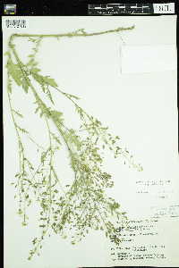 Rorippa palustris subsp. palustris image