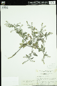 Rorippa palustris subsp. palustris image