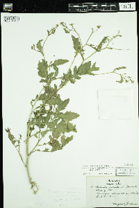 Rorippa palustris subsp. palustris image