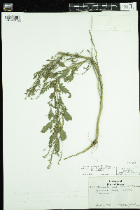 Rorippa palustris subsp. palustris image