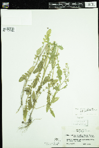 Rorippa palustris subsp. palustris image