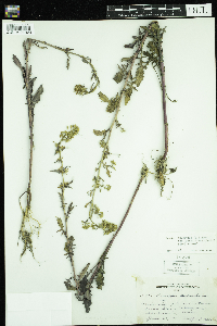 Rorippa palustris subsp. palustris image