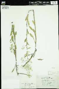 Rorippa palustris subsp. palustris image