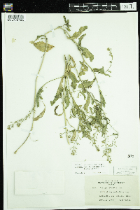 Rorippa palustris subsp. palustris image