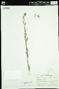 Rorippa palustris subsp. palustris image