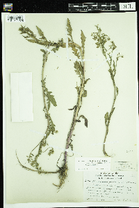 Rorippa palustris subsp. palustris image