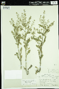 Rorippa palustris subsp. palustris image