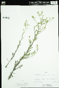 Rorippa palustris subsp. palustris image