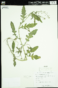 Rorippa palustris subsp. palustris image