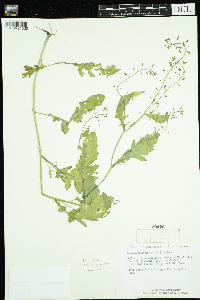 Rorippa palustris subsp. palustris image