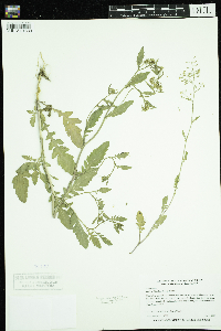 Rorippa palustris subsp. palustris image