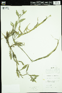 Rorippa palustris subsp. palustris image