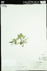 Rorippa palustris subsp. palustris image