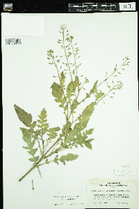 Rorippa palustris subsp. palustris image