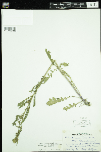 Rorippa palustris subsp. palustris image