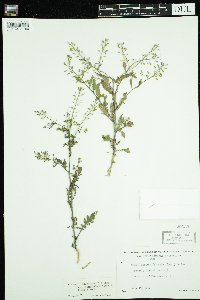Rorippa palustris subsp. palustris image