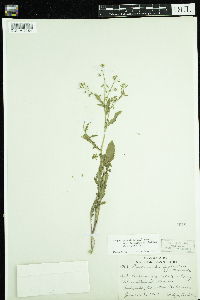 Rorippa palustris subsp. palustris image